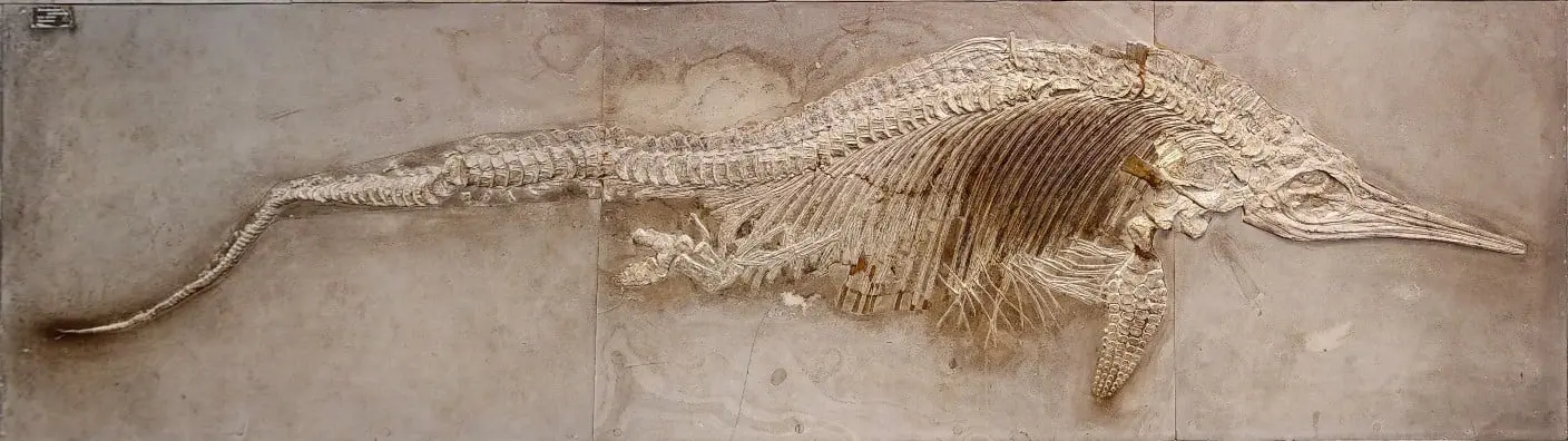 Fossiland_Restauration_Fischsaurier Museum Göppingen_vorher