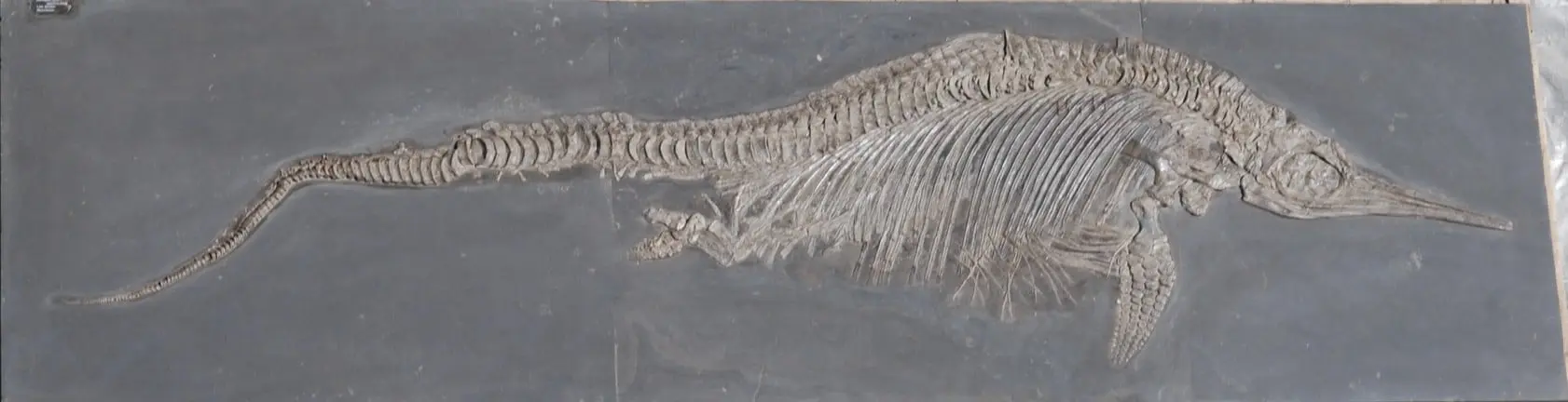 Fossiland_Restauration_Fischsaurier Museum Göppingen_nachher