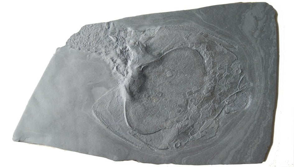 Fossilien_Ankauf_Bundenbach_Drepanaspis