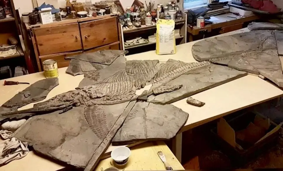 Fossilien_Praeparation_01 Fossilien_Praeparation_Ichthyosaurier_Holzmaden_05