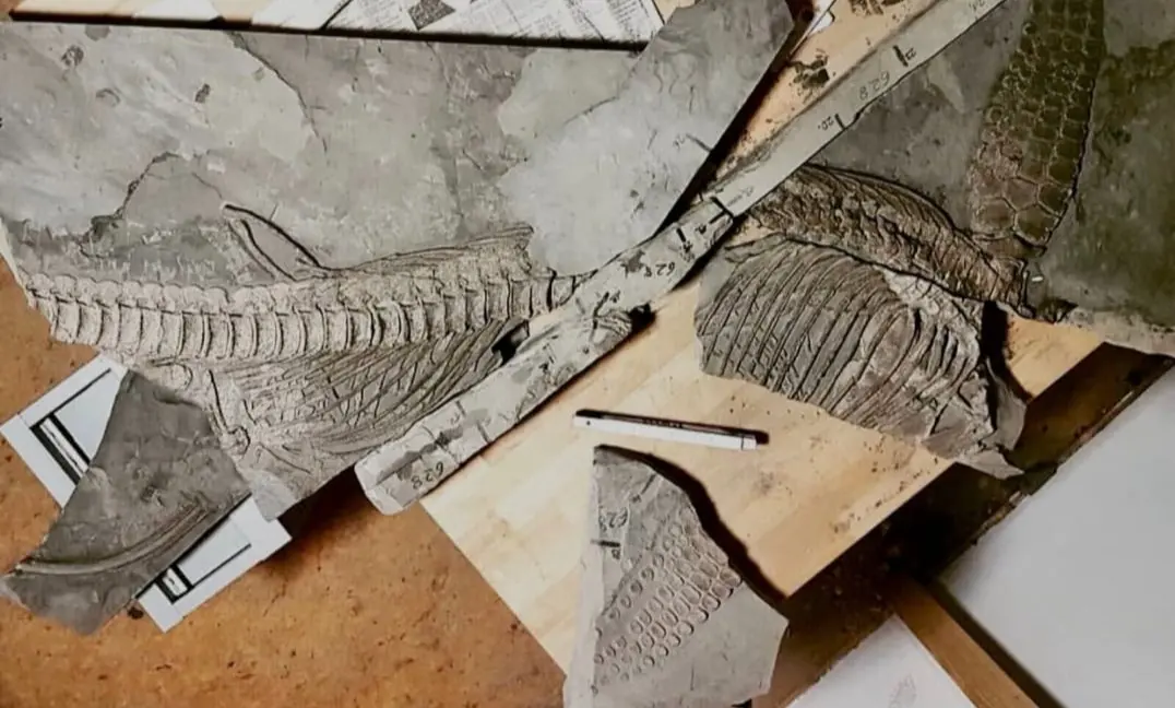 Fossilien_Praeparation_02 Fossilien_Praeparation_Ichthyosaurier_Holzmaden_06