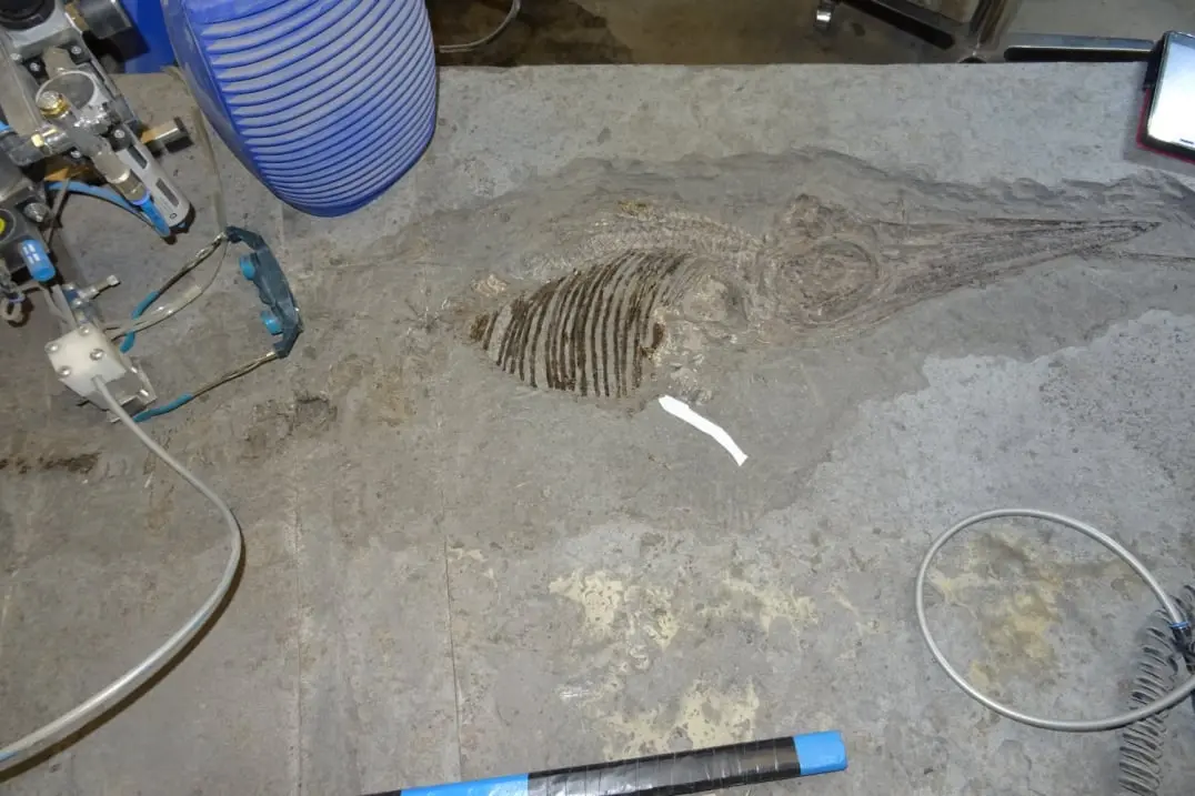 Fossilien_Praeparation_01 Fossilien_Praeparation_Ichthyosaurier_Holzmaden_07