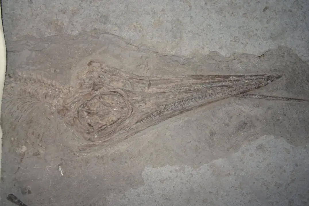 Fossilien_Praeparation_02 Fossilien_Praeparation_Ichthyosaurier_Holzmaden_08