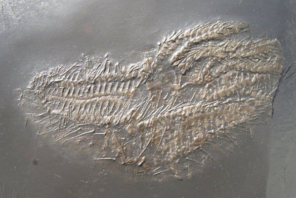 Ankauf_Bundenbach_Beispiel_01