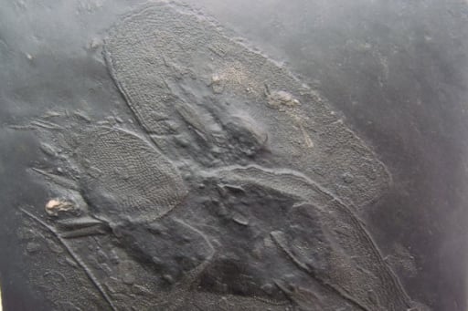 Ankauf_Bundenbach_Beispiel_04