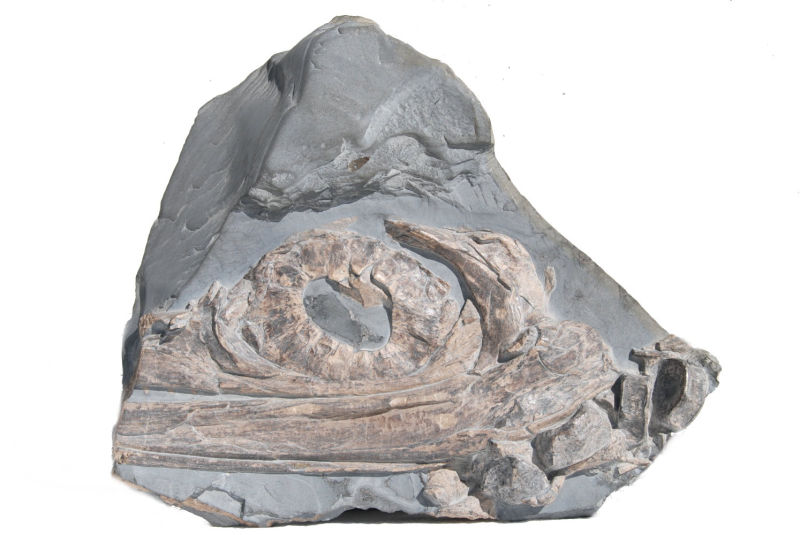 Ankauf_Holzmaden_Ichthyosaurus_Fischsaurier_Result_1