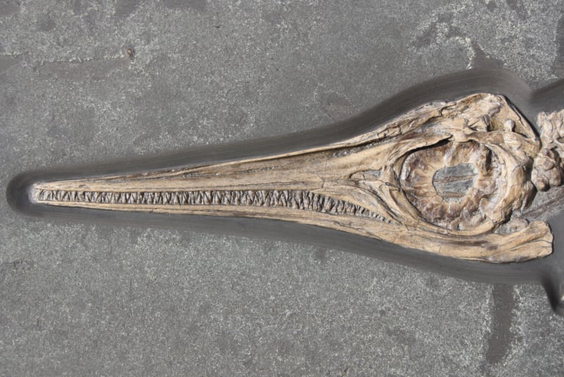 Ankauf_Holzmaden_Ichthyosaurus_Fischsaurier_Result_4