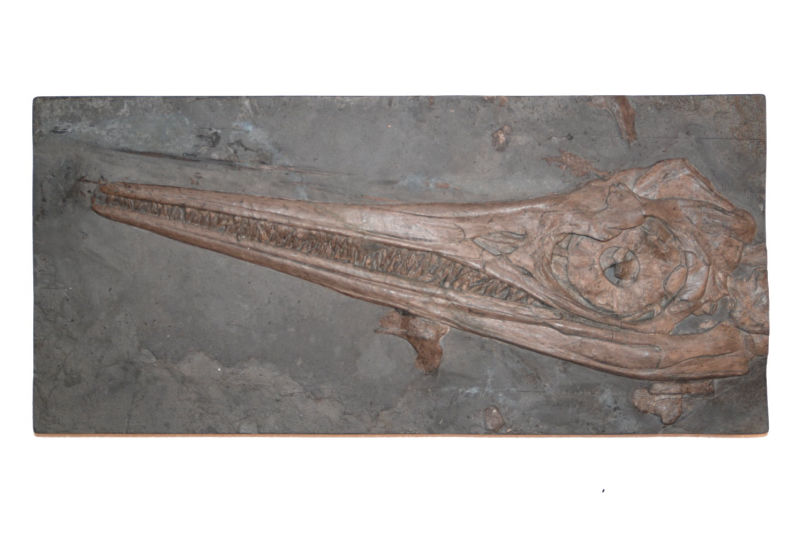 Ankauf_Holzmaden_Ichthyosaurus_Fischsaurier_Result_3