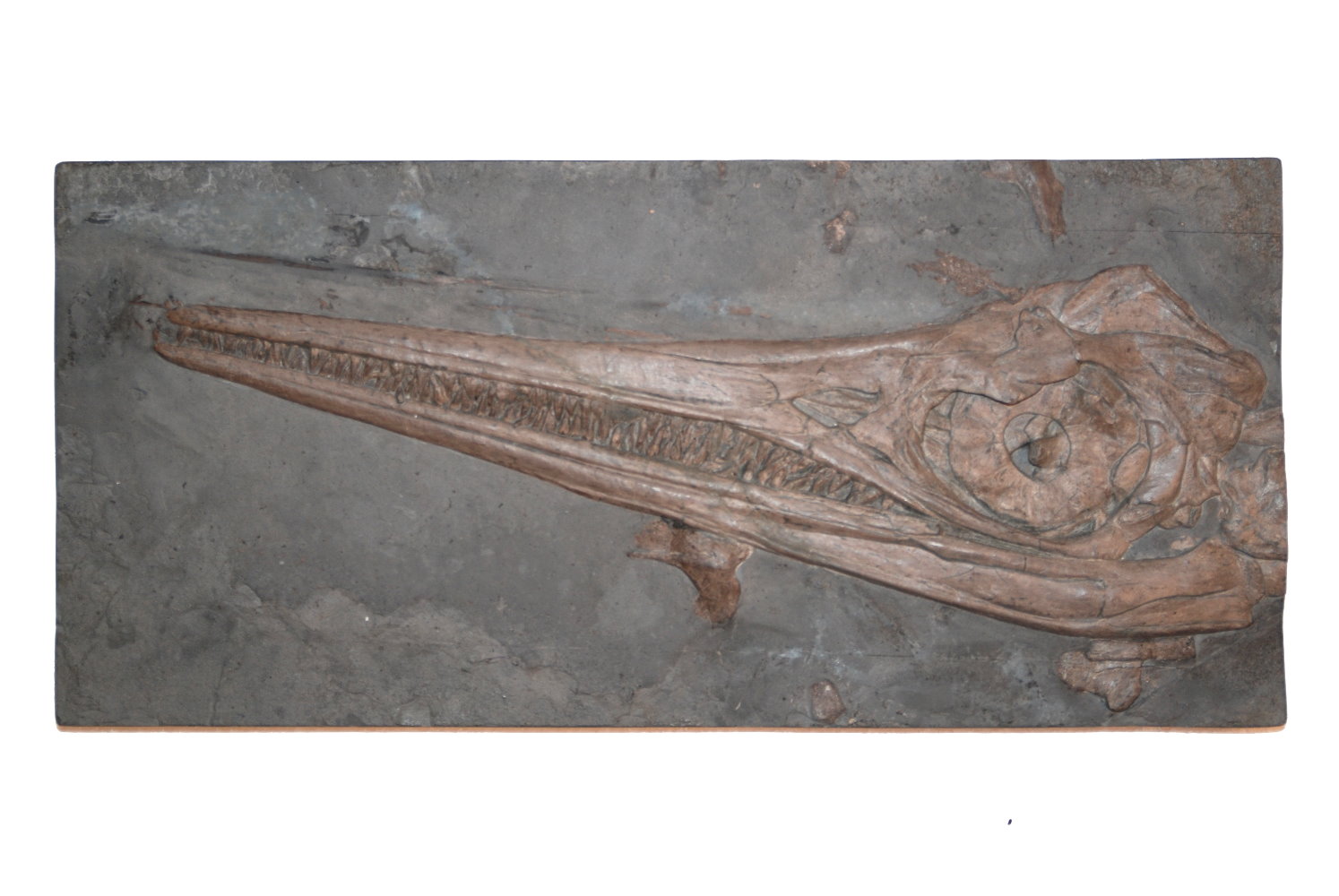 Ankauf_Holzmaden_Ichthyosaurus_Fischsaurier_Result_3