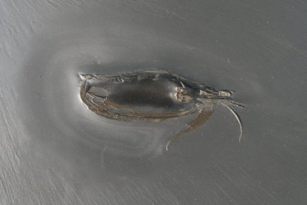 Fossilienankauf_Bundenbach_Fossilshop_Arthropods