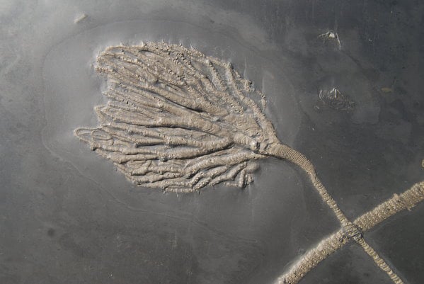 Fossilienankauf_Bundenbach_Fossilshop_Crinoids