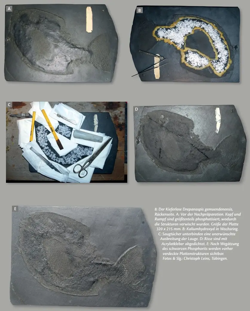 Fossiland_Präparation_Bundenbach_Drepanaspis