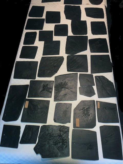 Fossilien_Ankauf_01_Bundenbach_Sammlung