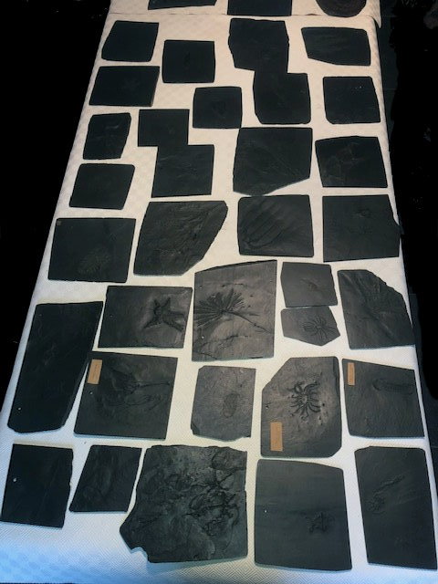 Fossilien_Ankauf_01_Bundenbach_Sammlung