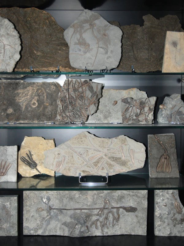 Fossilien_Ankauf_03_Crinoiden_Sammlung