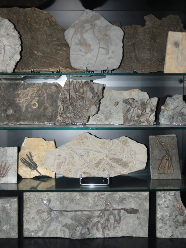 Fossilien_Ankauf_03_Crinoiden_Sammlung