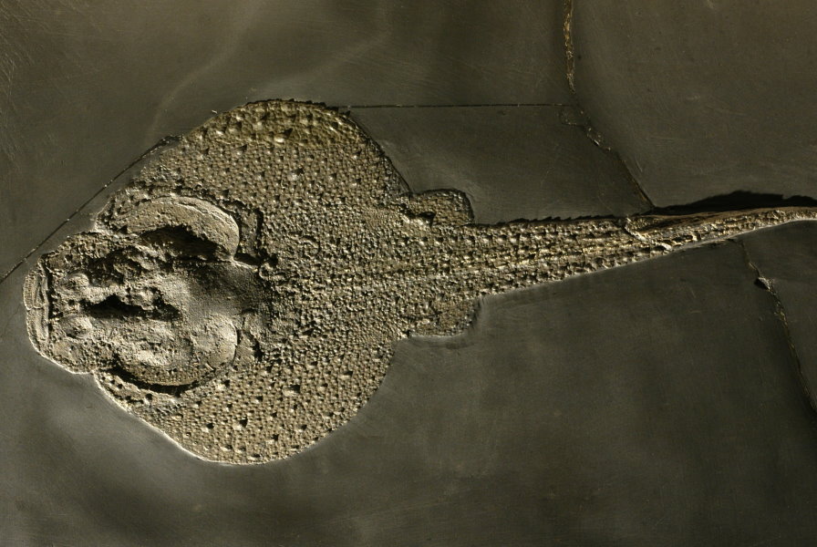 Fossilien_Ankauf_Bundenbach_Gemündina