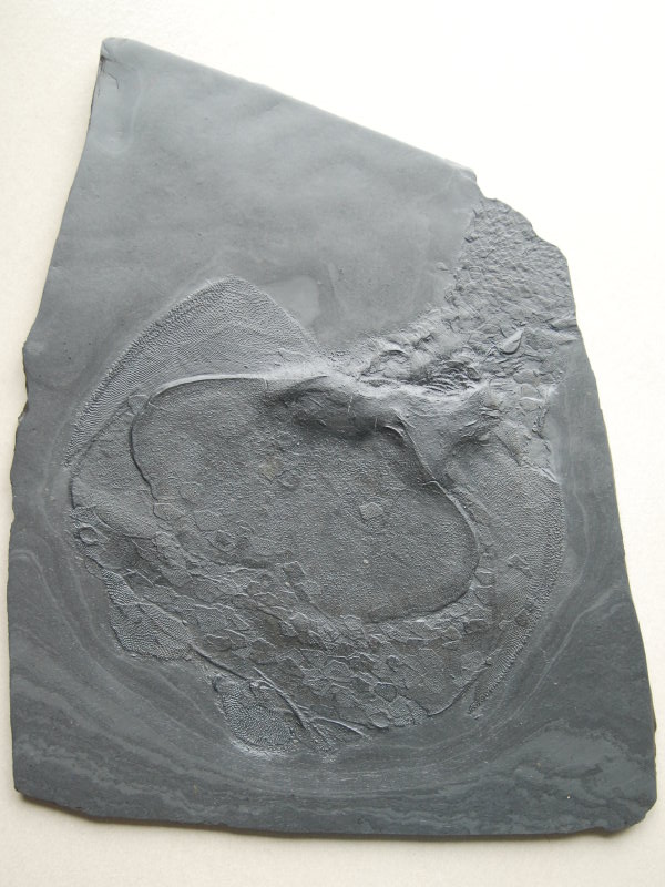 Fossilien_Ankauf_Fundorte_04_Bundenbach_Drepanaspis