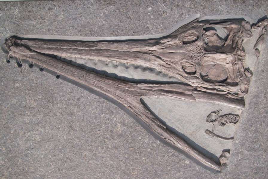 Fossilien_Ankauf_Holzmaden_Steneosaurus