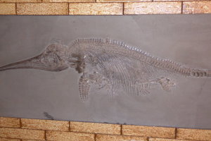 Fossilien_Kundenstimmen_04_Holzmaden_Ichthyosaurus