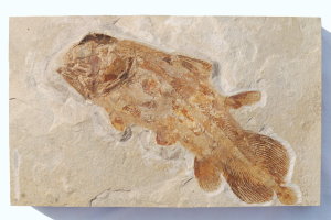 Fossilien_Kundenstimmen_10_Solnhofen_Holophagus_penicillatus