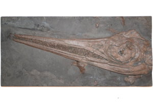 Fossilien_Kundenstimmen_11_Holzmaden_Ichthyosaurier