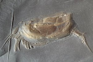 Fossilien_Kundenstimmen_12_Bundenbach_Nahecaris_stuertzi