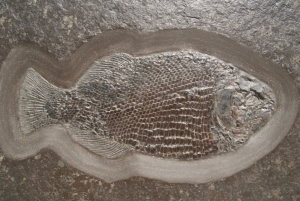 Fossilien_Kundenstimmen_13_Holzmaden_Dapedium