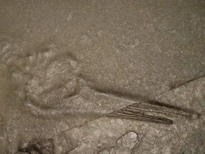 Fossilien_Praeparation_02 Fossilien_Praeparation_02