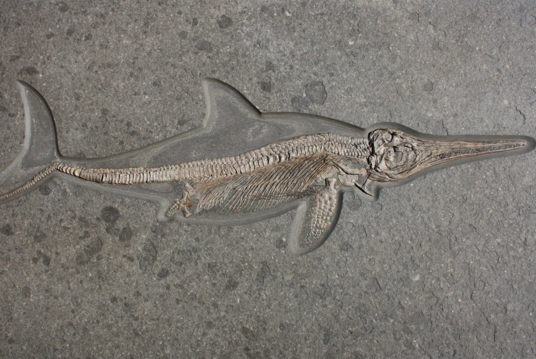 Fossilien_Vermittlung_01_Holzmaden_Fischsaurier Fossilien_Vermittlung_01_Holzmaden_Fischsaurier