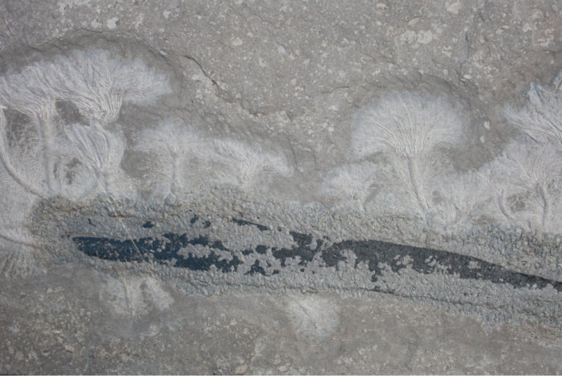 Fossilien_Vermittlung_02_Holzmaden_Seirocrinus Fossilien_Vermittlung_02_Holzmaden_Seirocrinus