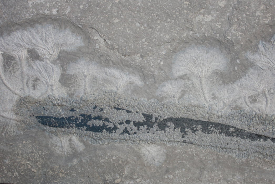 Fossilien_Vermittlung_02_Holzmaden_Seirocrinus Fossilien_Vermittlung_02_Holzmaden_Seirocrinus