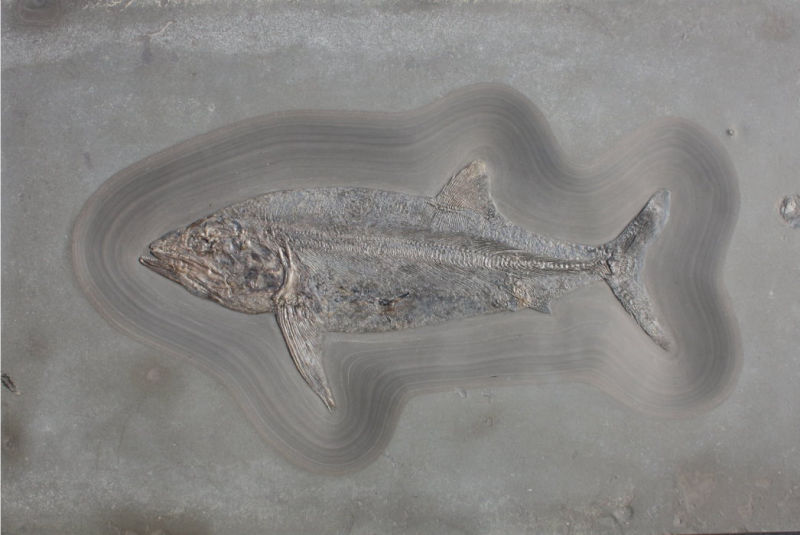 Fossilien_Vermittlung_03_Holzmaden_Pachycormus Fossilien_Vermittlung_03_Holzmaden_Pachycormus