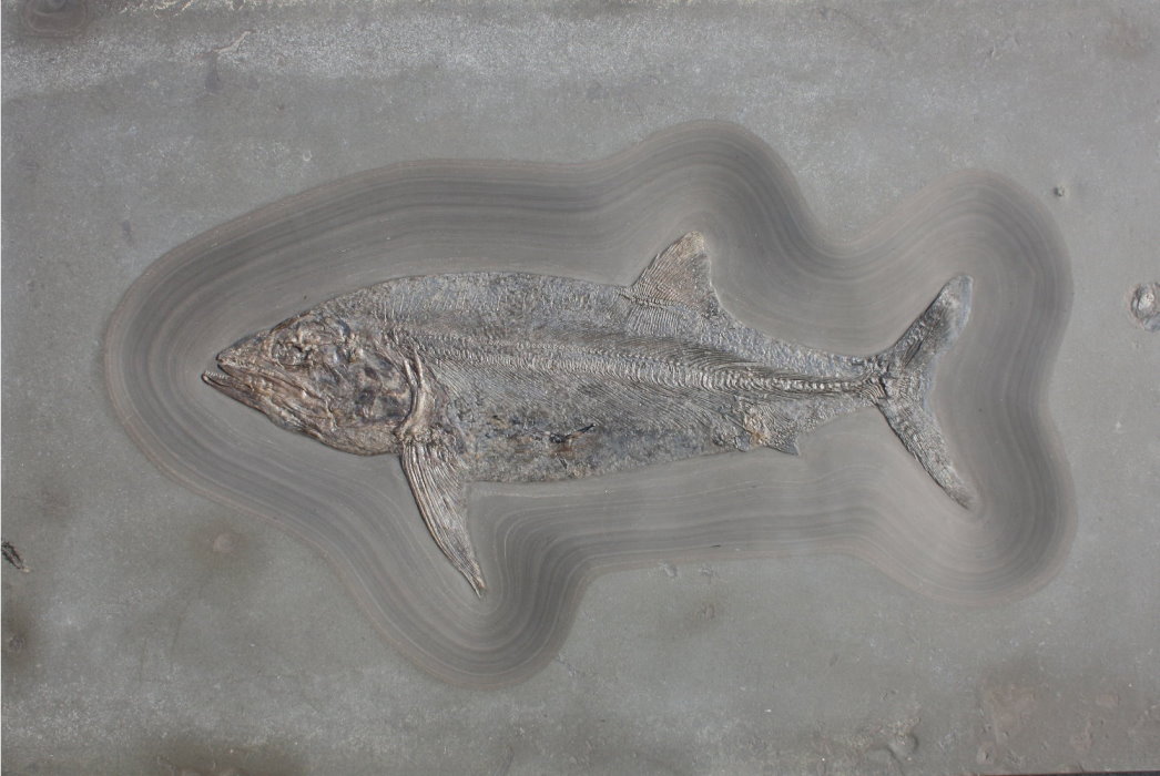 Fossilien_Vermittlung_03_Holzmaden_Pachycormus Fossilien_Vermittlung_03_Holzmaden_Pachycormus