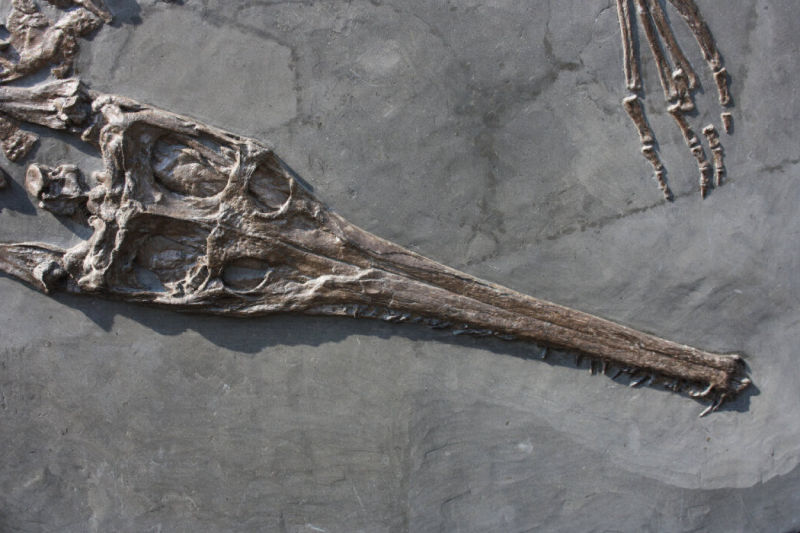 Fossilien_Vermittlung_04_Holzmaden_Steneosaurus Fossilien_Vermittlung_04_Holzmaden_Steneosaurus