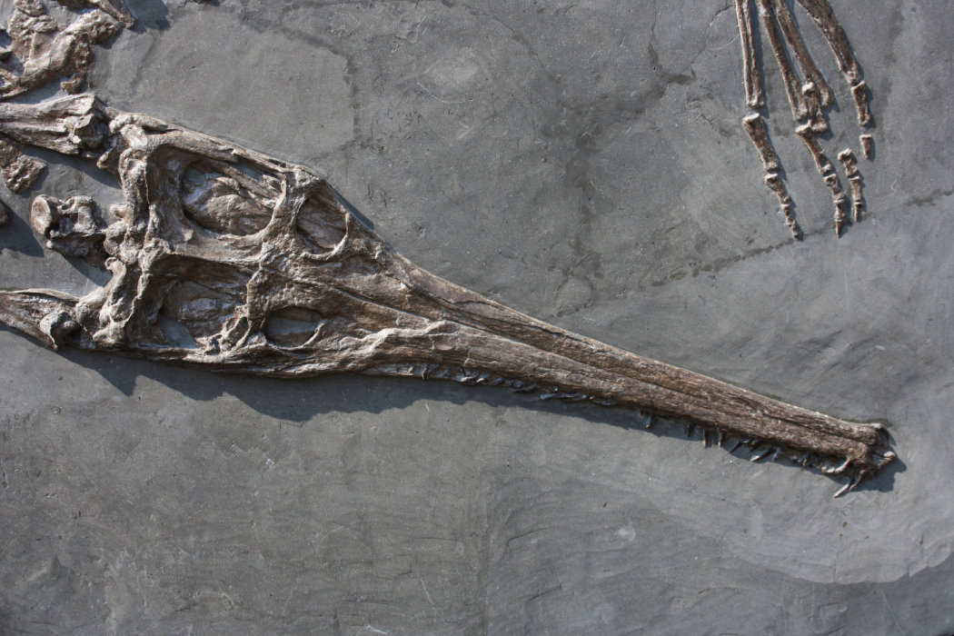 Fossilien_Vermittlung_04_Holzmaden_Steneosaurus Fossilien_Vermittlung_04_Holzmaden_Steneosaurus