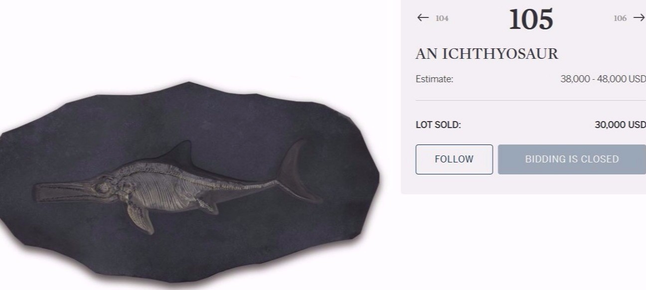 Fossilien_Vermittlung_Auktion_Holzmaden_Fischsaurier Fossilien_Vermittlung_Auktion_Holzmaden_Fischsaurier