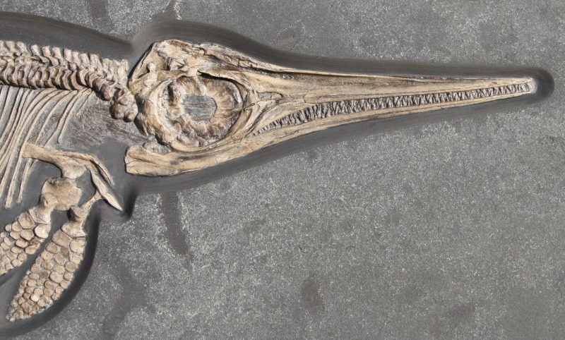 Fossilien_Vermittlung_Holzmaden_Fischsaurier_Ichthyosaurier