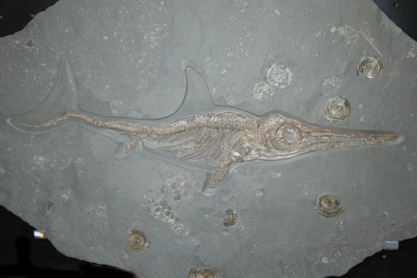 Ankauf_Holzmaden_Ichthyosaurus_Fischsaurier_2