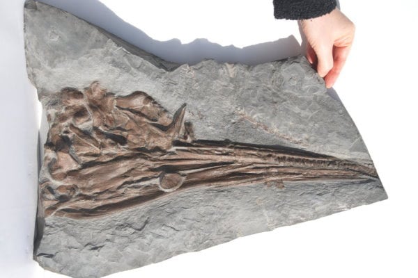 Ankauf_Holzmaden_Ichthyosaurus_Fischsaurier_3