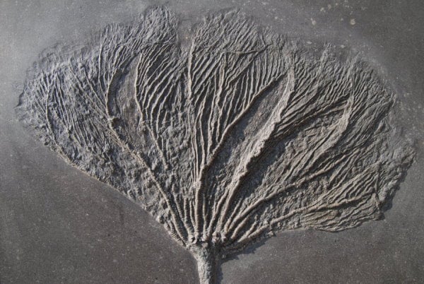 Fossilienankauf_Holzmaden_Fossilshop_Crinoids_Seirocrinus