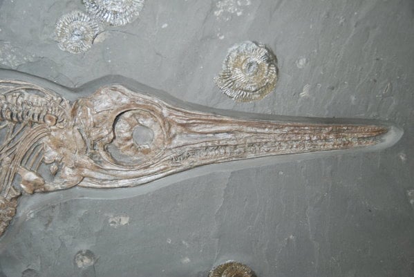 Fossilienankauf_Holzmaden_Fossilshop_Fischsaurier