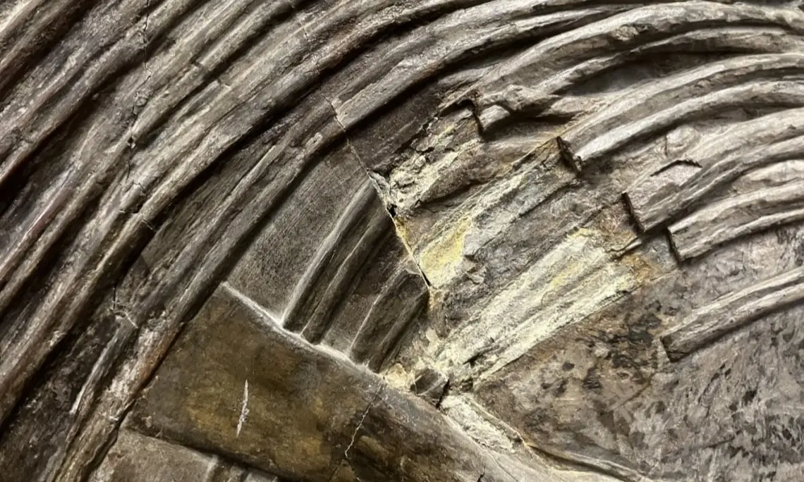 Fossilien_Präparation Fossilien_Restauration_Ichthyosaurier_Ausblühung