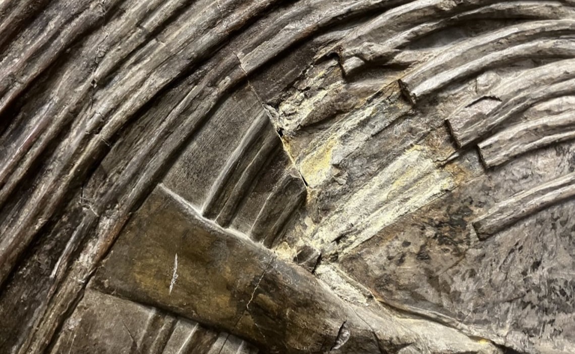 Fossilien_Restauration