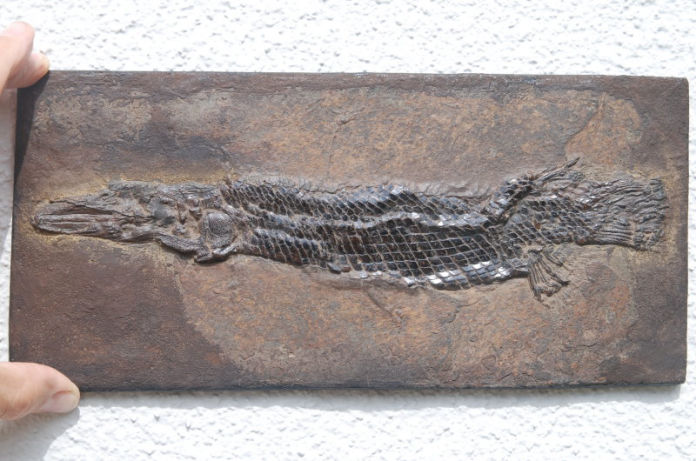 Fossiland_Messel