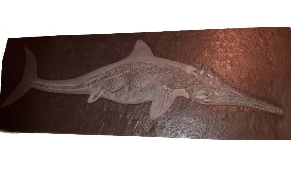Result_Ichthyosaurus_1 Result_Ichthyosaurus_1