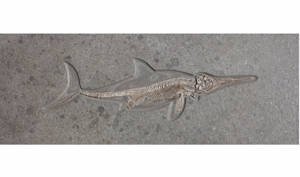 Result_Ichthyosaurus_2 Result_Ichthyosaurus_2