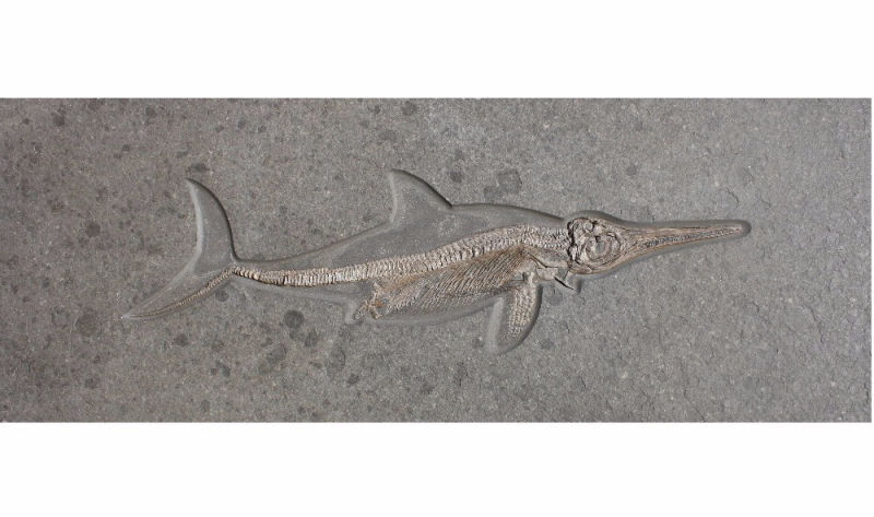 Result_Ichthyosaurus_2 Result_Ichthyosaurus_2