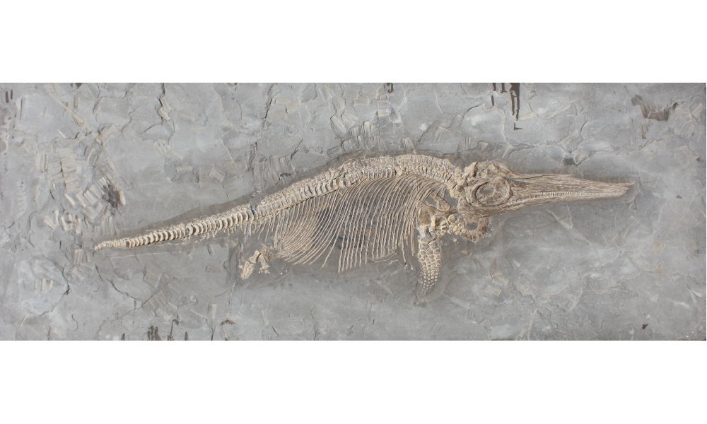 Result_Ichthyosaurus_3 Result_Ichthyosaurus_3