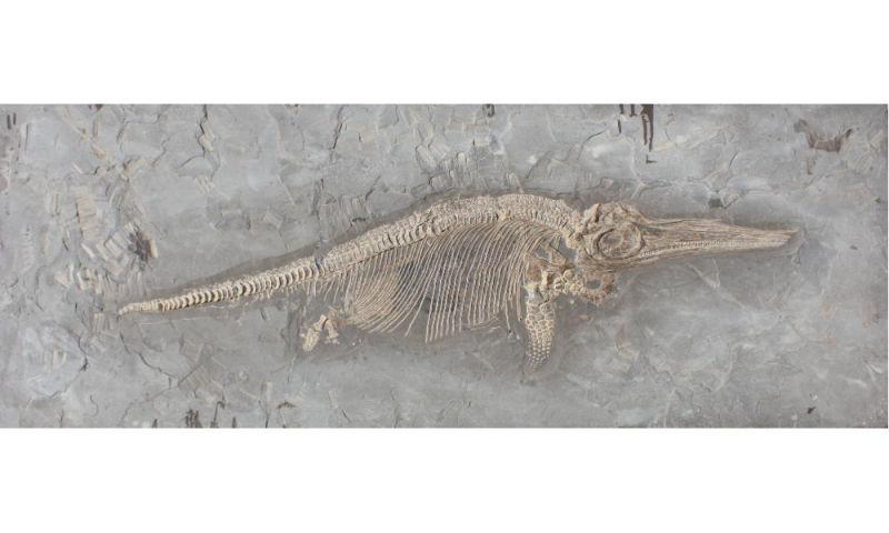 Result_Ichthyosaurus_3 Result_Ichthyosaurus_3